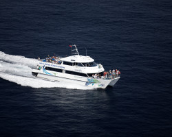 Fullers GreatSights - Dolphin Seeker